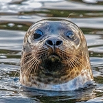 B-07-Sombre Seal
