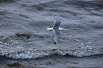 Kittiwake