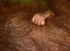 Baby Orangutan Hand