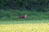 6th May Fox