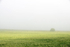 Morning Mist