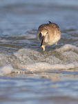 Willet catches shellfish, Fort De Soto Park, Florida