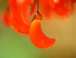 Erythrina americana Coral Tree