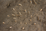 Anemonactis mazeli