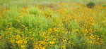 JULY MEADOW - NORFOLK  COUNTY