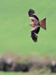 Red Kite portfolio