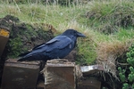 Raven