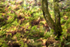 Autumn Blur