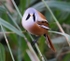 Bearded Tit