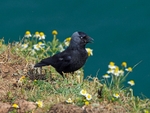 Jackdaw