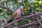 Blue-spotted Wood Dove