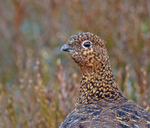 Red Grouse (f) - Lagopus lagopus