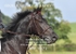 BPP_7871