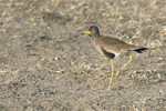 African Wattled Lapwing