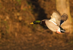 Mallard
