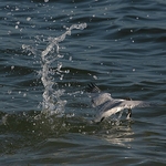 Gull-feeding-1-0601