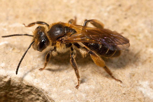 A female showing the characteristic "golden" colouration that spreads onto the wing bases. Warwickshire, May 2012.