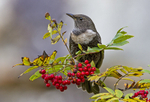 Female Ring Ouzel