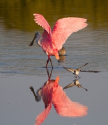 Roseate Spoonbil _0004