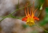 Wild Columbine