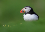 Puffin