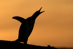 Silhouette of Gentoo Penguin calling, Sea Lion Island, Falklands