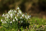 First Snowdrops!