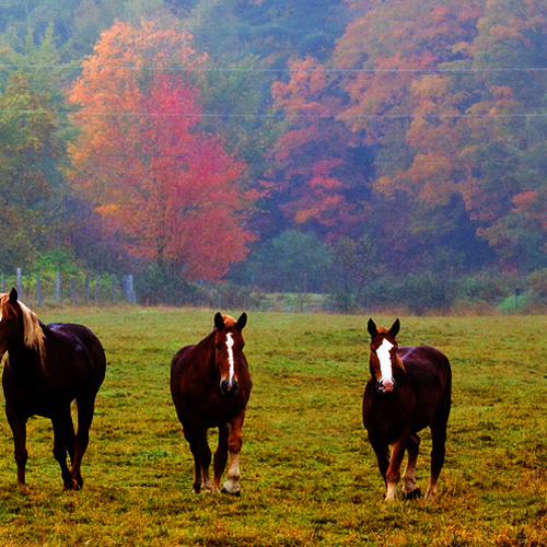 Horses trot across a foggy pasture in autumn in New Brunswick, Canada.