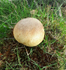 Common Earthball