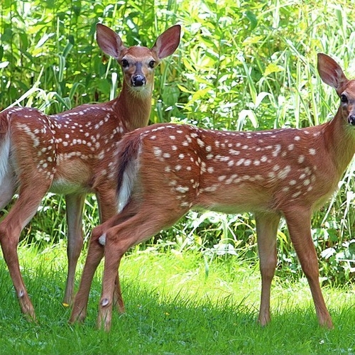 Two white-tailed deer fawns, about one month old, pose in an animated fashion for the lens.