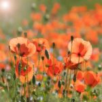 Poppy Light