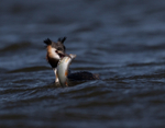 Great Crested Grebe - ...