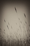 Reeds 03