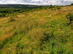 Sally Clark's Meadow