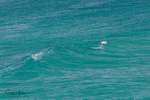 Waves with Dolphin 2