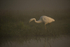 Great White Egret