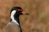 Red-wattled Lapwing, close view, Bandhavgarh, India