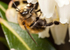 Anthophora plumipes (m)