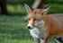 Red Fox