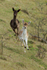 Roe Deer running at Linkey Down, Aston Rowant
