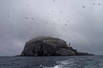 Gannets_0005