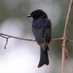 Fork-tailed Drongo portfolio