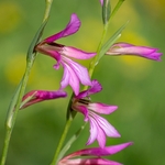 Field Gladiolus (Gladiolus italicus syn. G. segetum)