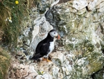 Puffin