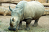 Rhinoceros - 0341