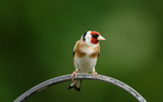 Goldfinch