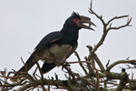 Trumpeter Hornbill perched on top of a tree