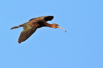 Glossy Ibis gliding in on landing approach