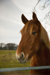 Suffolk punch, blond chestnut...