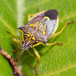 AnimalsCreatures _0003